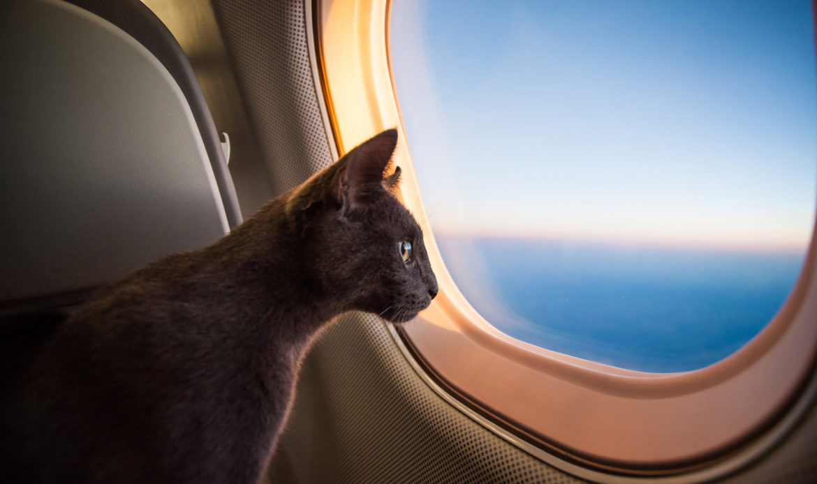 寵物如何搭飛機移民？
