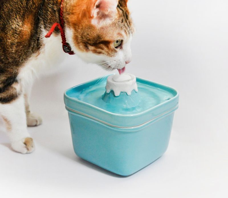 貓飲水方法 貓飲水量 貓飲水 貓唔飲水 貓飲水機